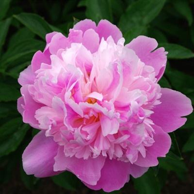 加拿大pc入口app下载